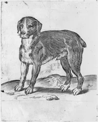 Chien